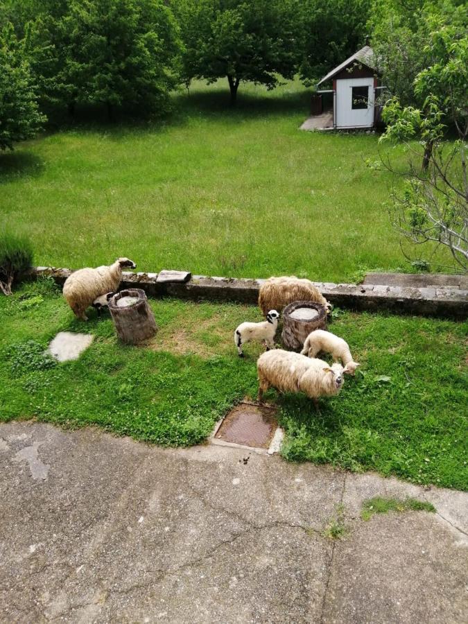 Apartman Duba Senj  Exteriör bild